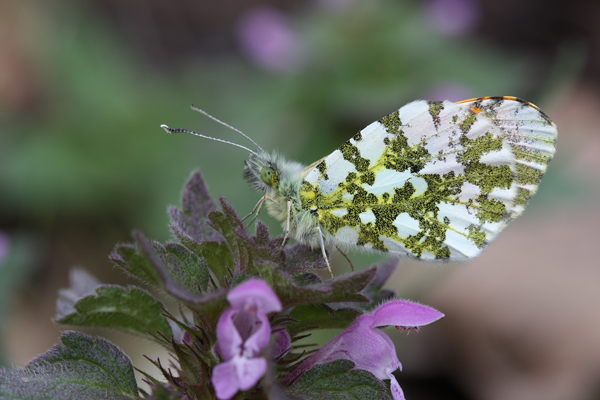 Anthocharis cardamines